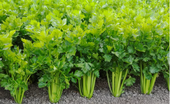 Celery