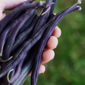 Beans Purple King