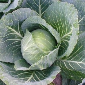 Green Drumhead Cabbage